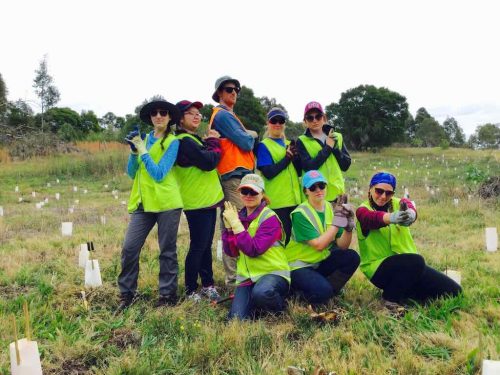 Volunteers Complete Planting of 12,000 trees at Hexham Swamp