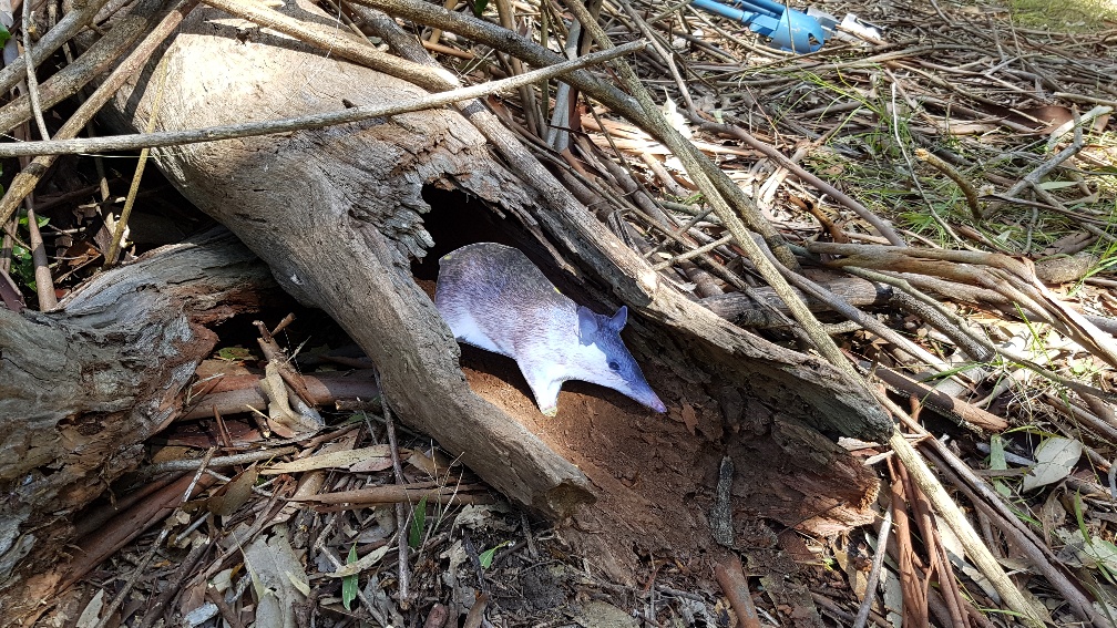 Creating habitat for native fauna in Port Stephens