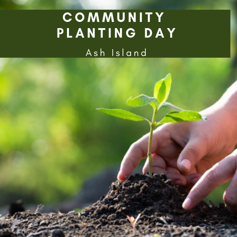 Community Planting day