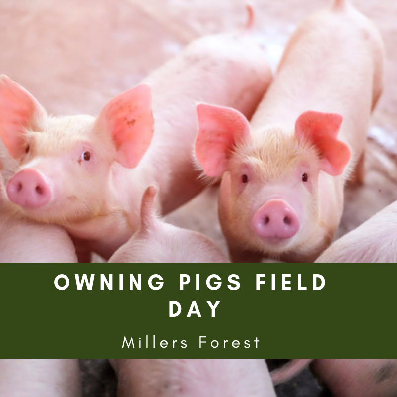 Owning Pigs Field day