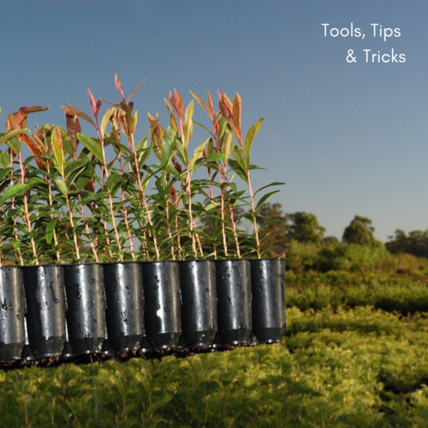 Tubestock Planting Guide