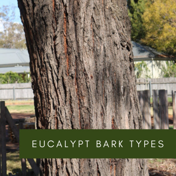 Eucalypt Bark Types