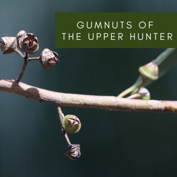 Gumnuts of the Upper Hunter