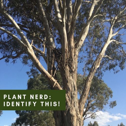 A Plant Nerd Answers: How to ID a Gum Tree
