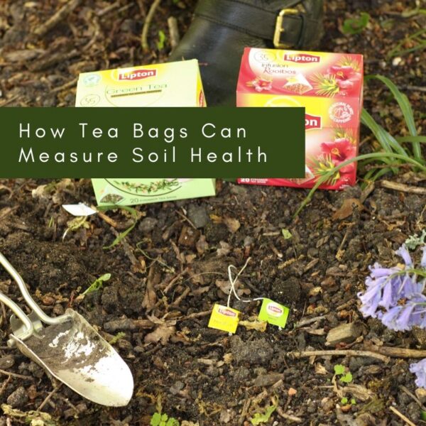How Tea Bags Can Measure Soil Health
