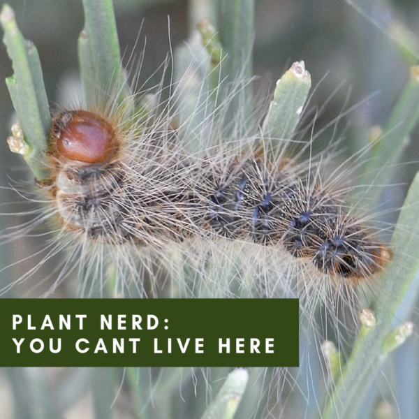 A Plant Nerd Answers: Processionary Caterpillar