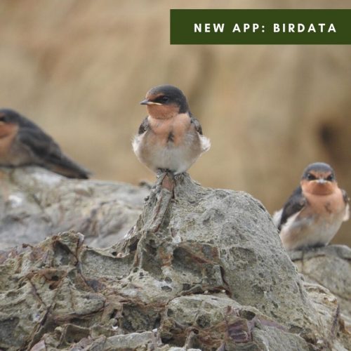 New App: Birdata
