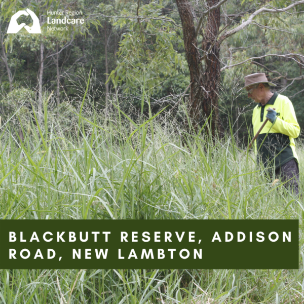 Blackbutt Reserve, Addison Road, New Lambton