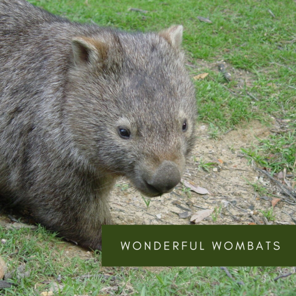 Wonderful Wombats