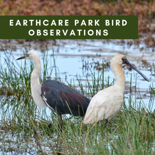 Earthcare Park Bird Observations – A tribute to the value of rehabilitating our native bushland.