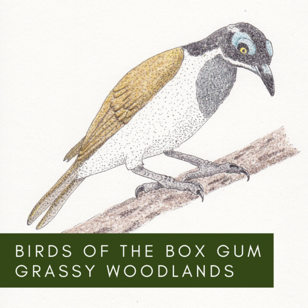 Birds of the Box Gum Grassy Woodlands