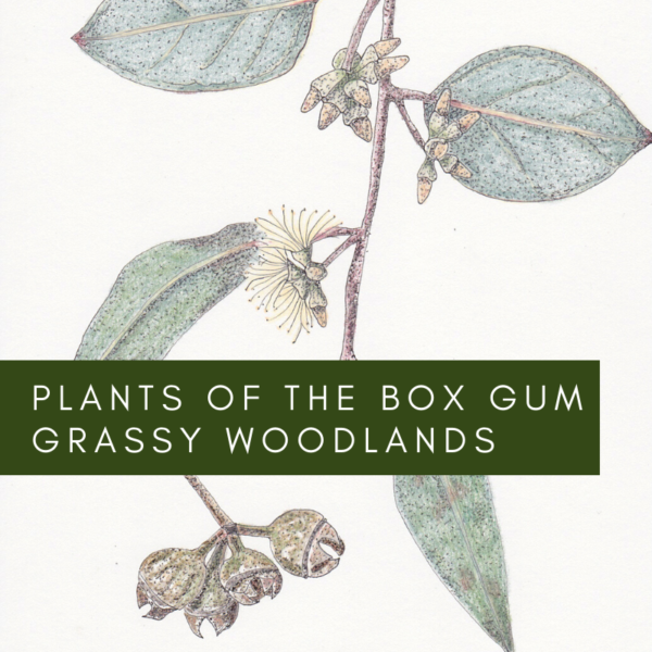 Plants of the Box Gum Grassy Woodlands