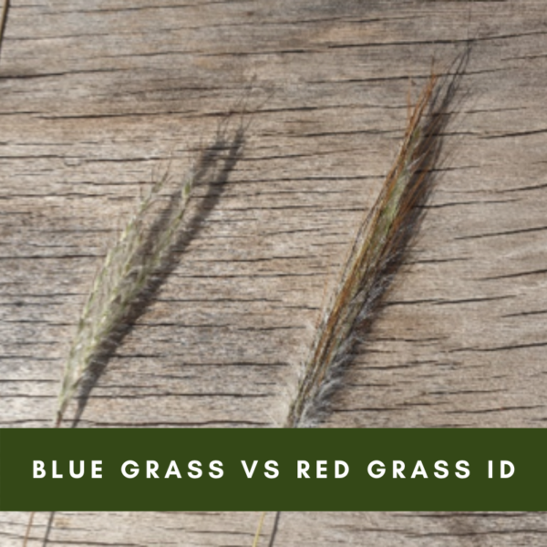 Blue grass vs Red Grass ID