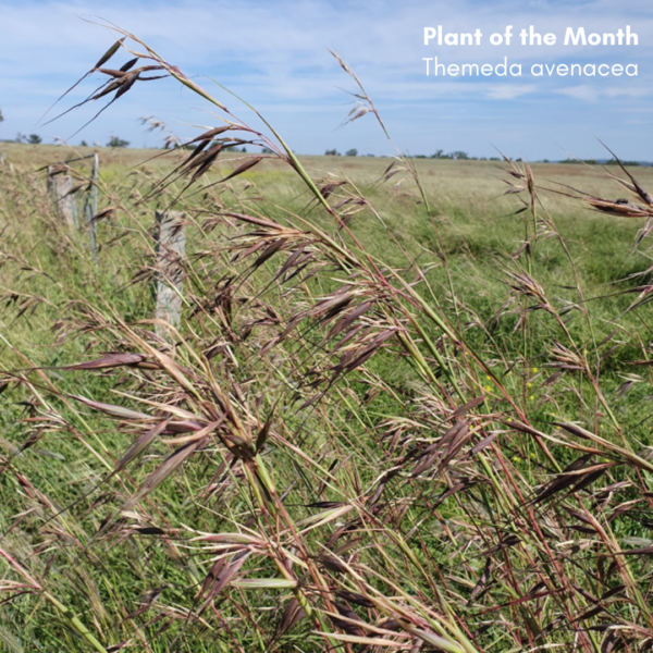 Plant of the month: Tall Oat Grass (Themeda avenacea)