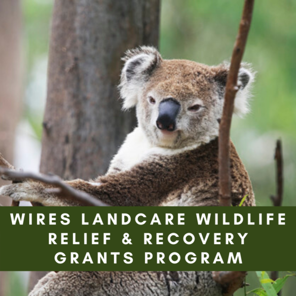 $1 Million of WIRES Landcare Wildlife Relief & Recovery Grants