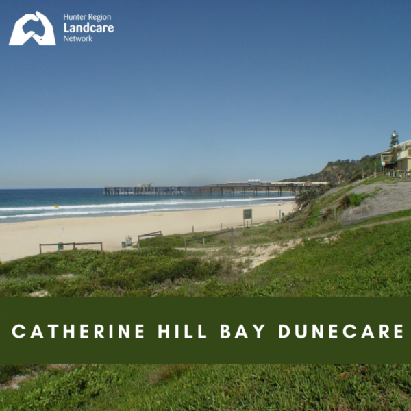 Catherine Hill Bay Dunecare