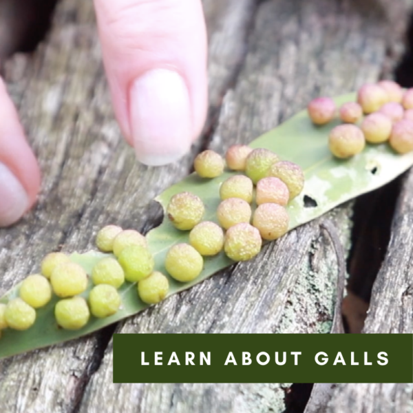 Learn about Galls