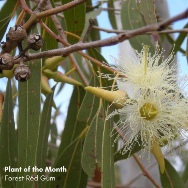 Plant of the Month: Forest Red Gum