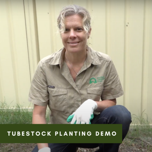 Tubestock Planting Demo