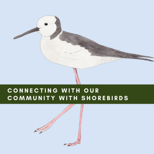 Connecting with our Community with Shorebirds