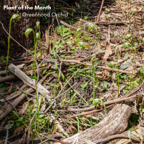 Plant of the Month: Greenhood Orchid (Pterostylis nutans)