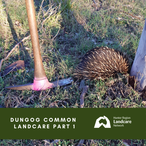 Dungog Common Landcare Part 1