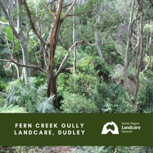 Fern Creek Gully Landcare, Dudley