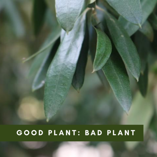Good plant: Bad plant