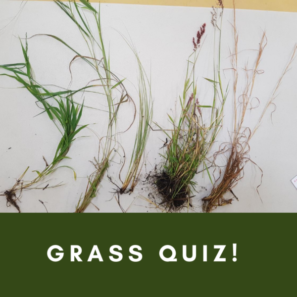 Grasses quiz