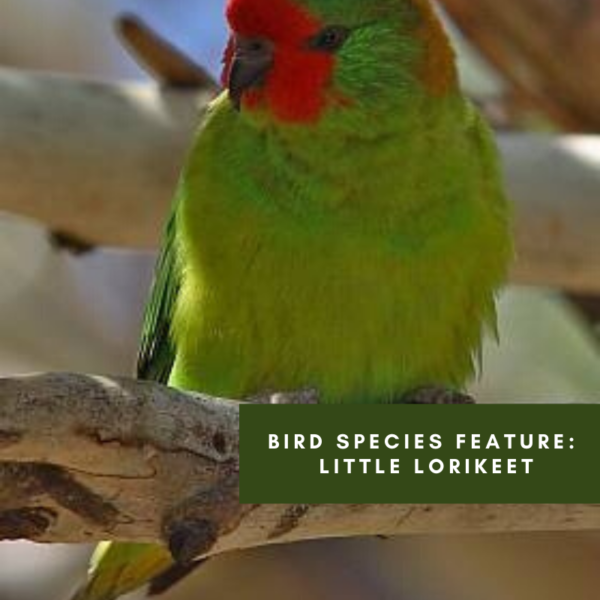 Bird species feature: Little Lorikeet