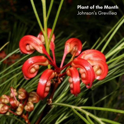 Plant of the Month: Johnson’s Grevillea (Grevillea johnsonii).