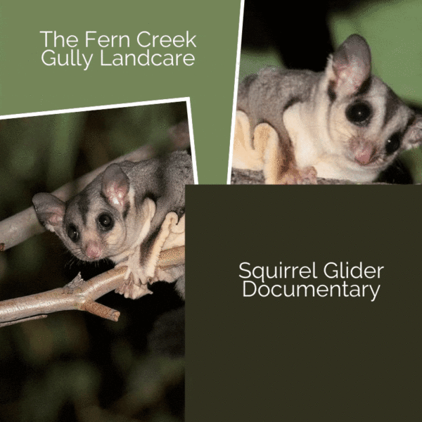 The Fern Creek Gully Landcare Squirrel Glider Documentary