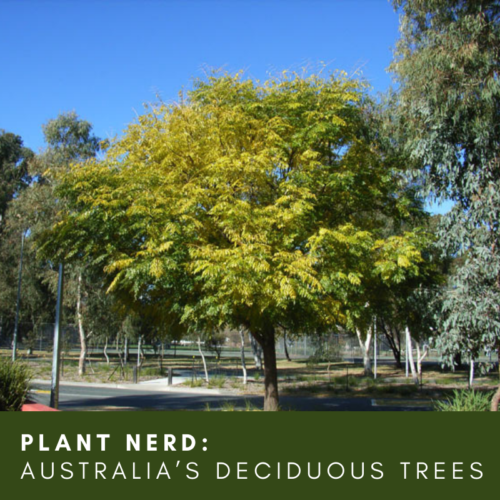 ask-a-plant-nerd-australia-s-deciduous-trees-hunter-region-landcare