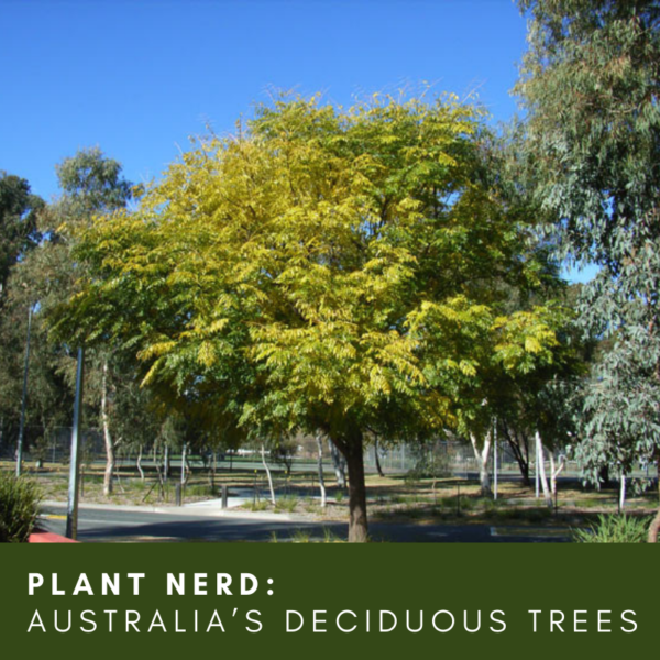 Ask a Plant Nerd: Australia’s Deciduous Trees