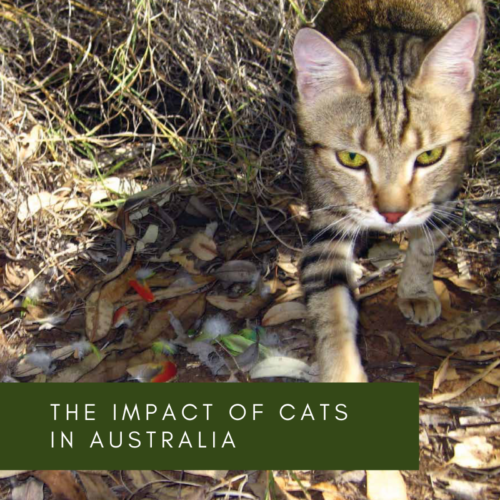 The impact of cats in Australia