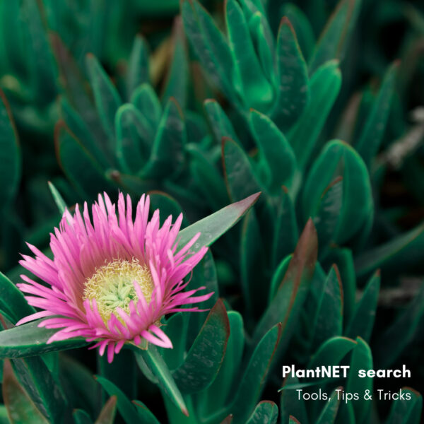 PlantNET Search – Find your local plants