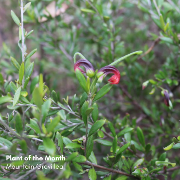Plant of the Month: Mountain Grevillea (Grevillea johnsonii)