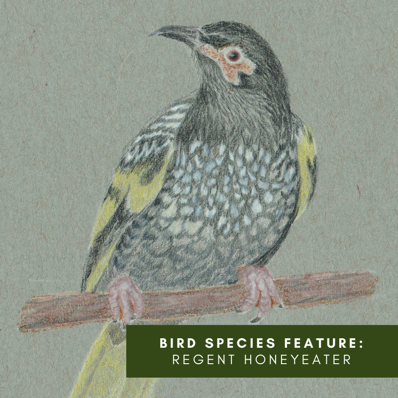Bird Species Feature_ Regent Honey Eater