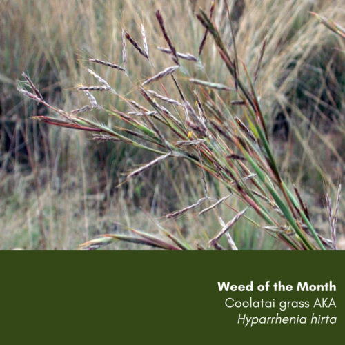 Weed of the Month: Coolatai grass Hyparrhenia hirta