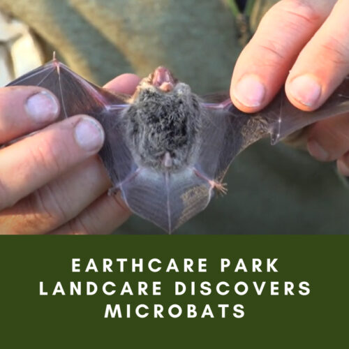 Earthcare Park Landcare discovers microbats