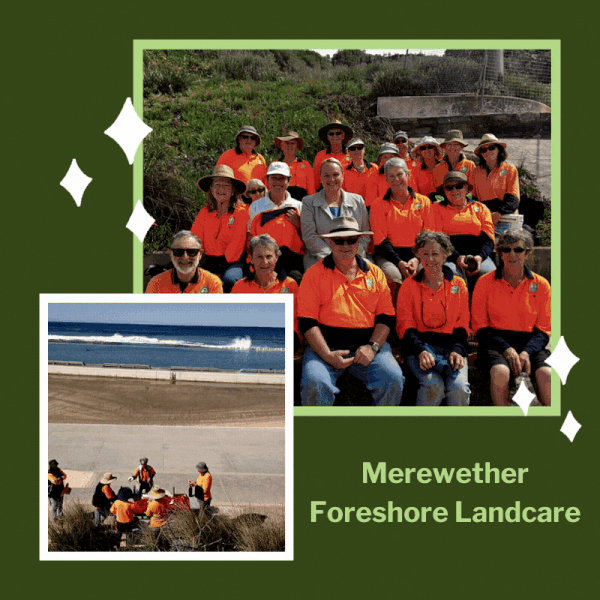 Merewether Foreshore Landcare