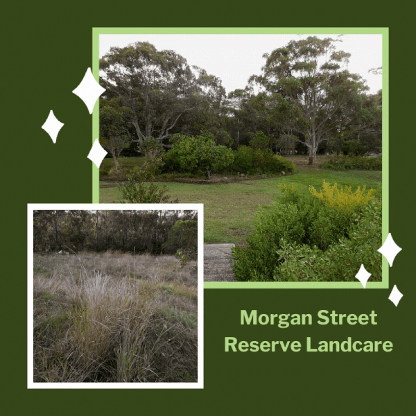 Morgan Street Reserve Landcare
