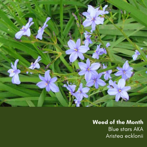 Weed of the Month: Blue stars AKA Aristea ecklonii