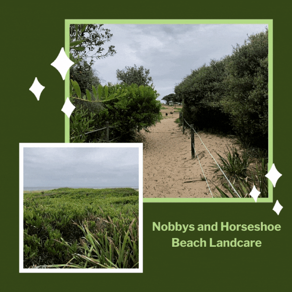 Nobbys and Horseshoe Beach Landcare, Newcastle