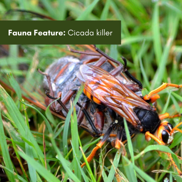 Fauna Feature: Cicada killer