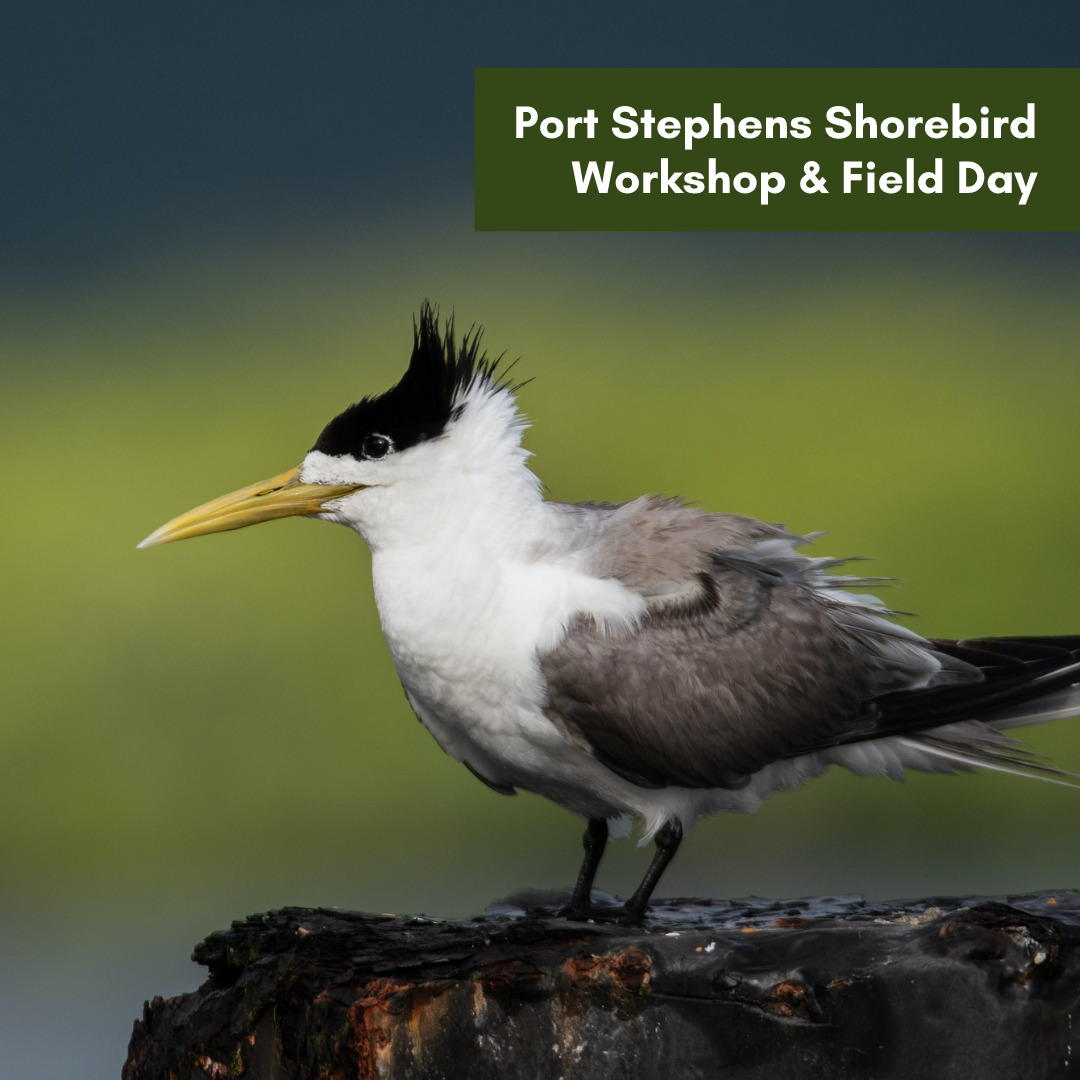 Shorebird Training Workshop Port Stephens