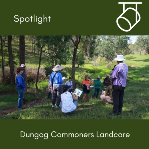 In the Spotlight: Dungog Commoners Landcare