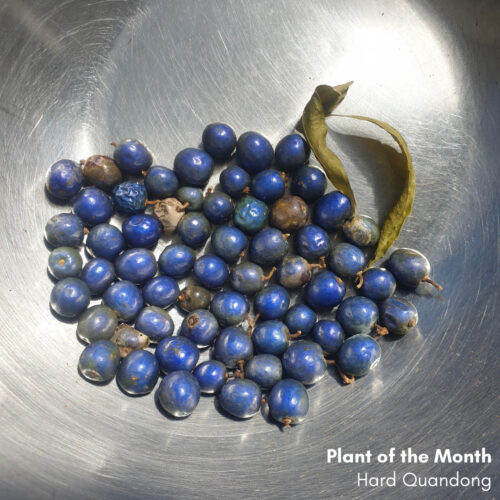 Plant of the Month: What’s in a name? Hard Quandong