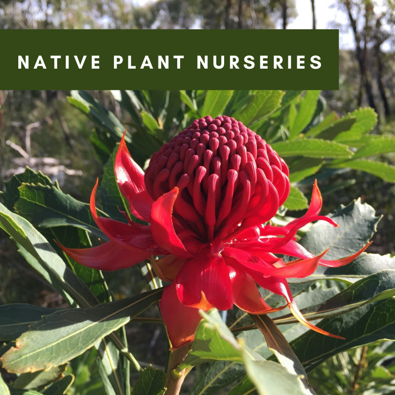 Native Plant Nurseries