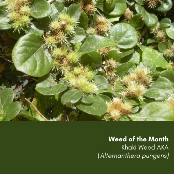 Weed of the Month: Khaki Weed (Alternanthera pungens)